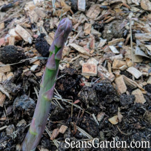 young asparagus