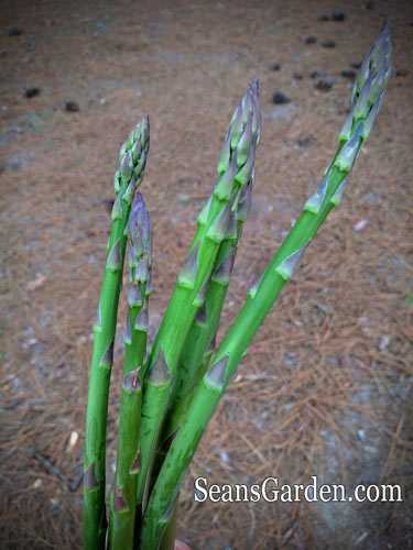 asparagus