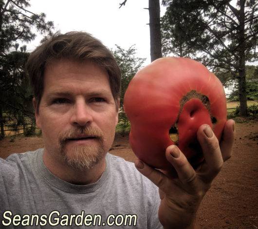 brandywine tomato