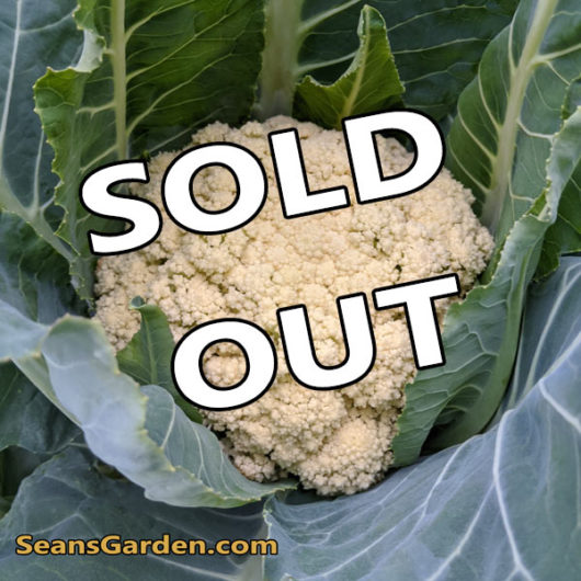 sold out cauliflower