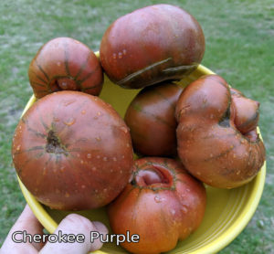 cherokee purple