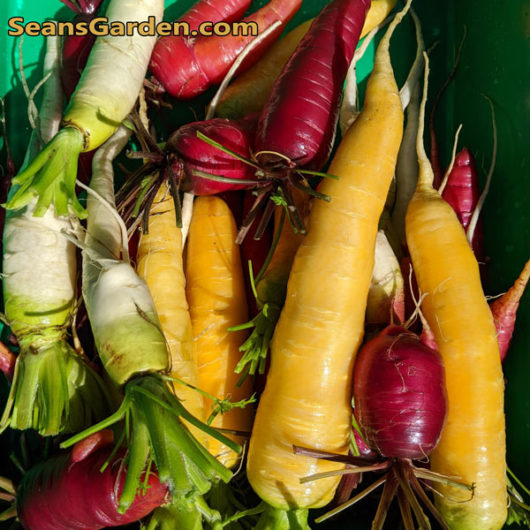 colored carrots