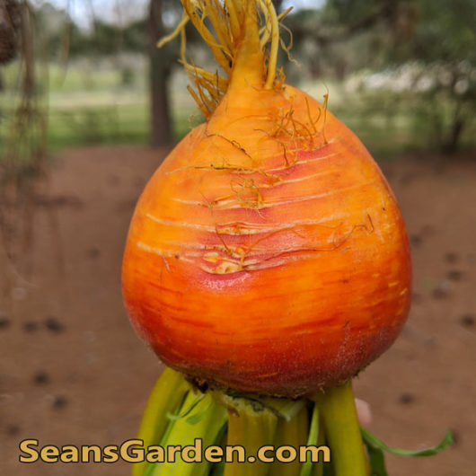 golden beets