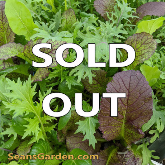 sold-out-salad