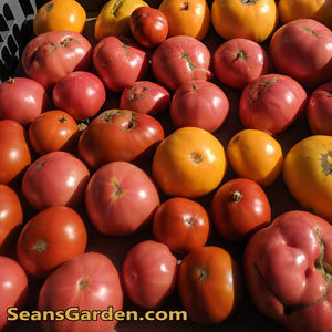 assorted heirloom tomatoes