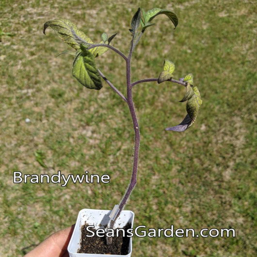 grafted Brandywine tomato