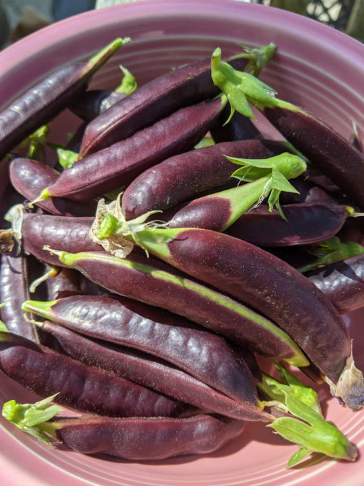 snap-peas