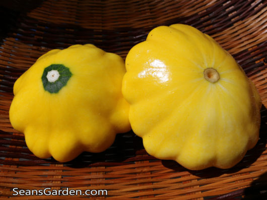pattypan sqaush