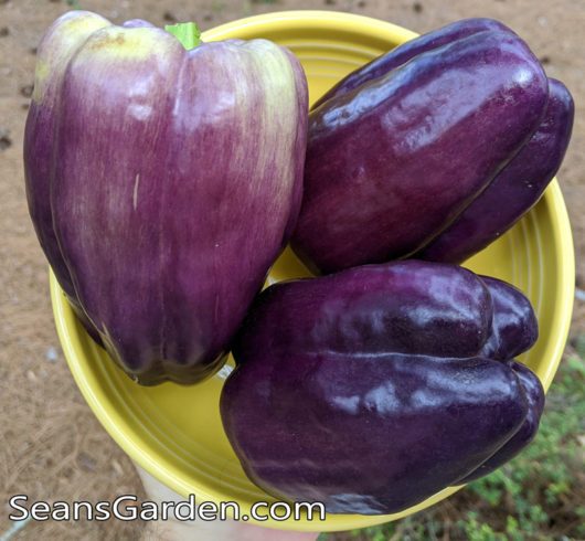 purple bell pepper