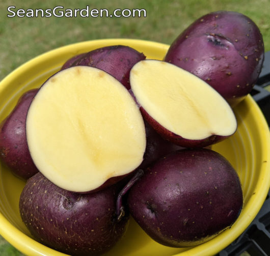 purple potatoes