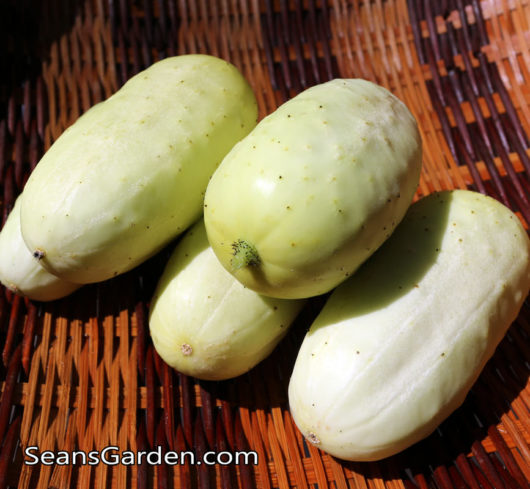 white cucumbers