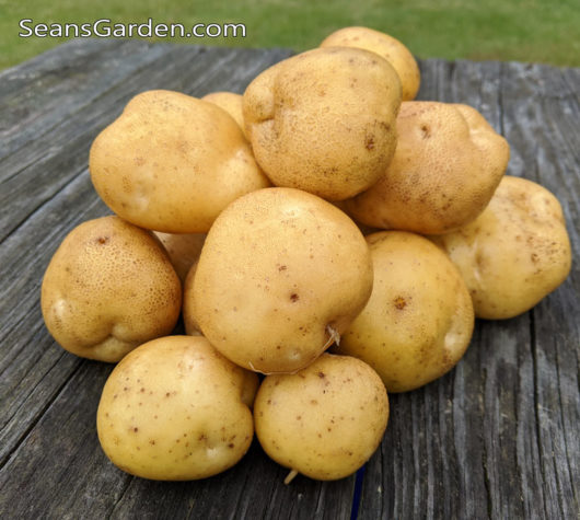 German Butterball Potatoes