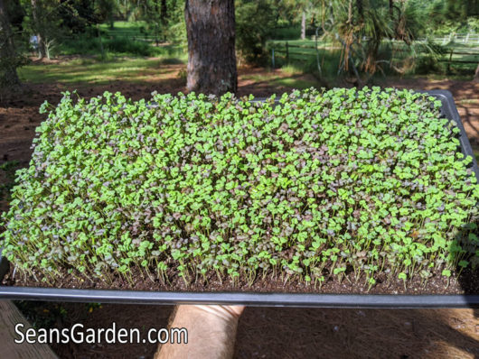 spicy microgreens