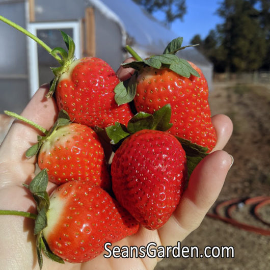 ripe red strawberries