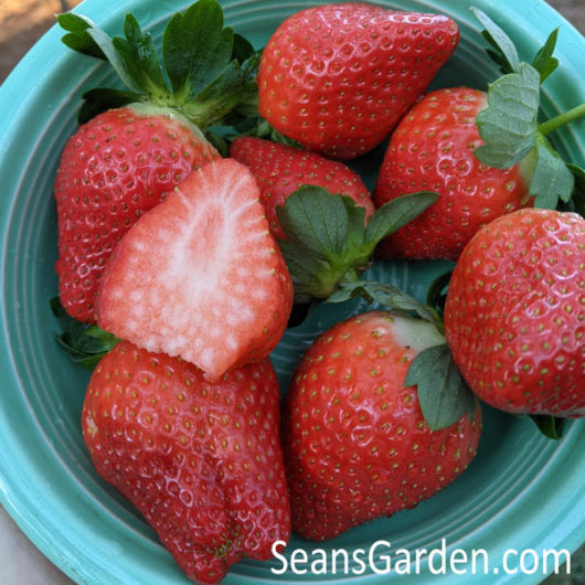 bowl of strawberries