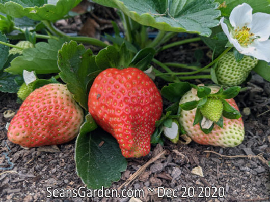 strawberry plants