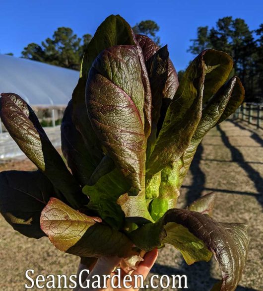 red romaine lettuce