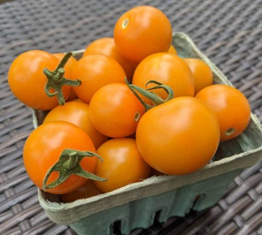 sungold tomatoes