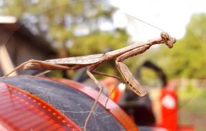 praying mantis helping
