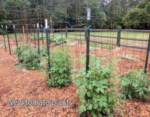 heirloom tomatoes