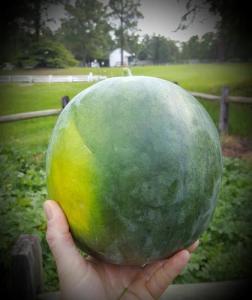 Blacktail heirloom watermelon