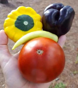 Purple bell pepper and Cherokee Chocolate tomato with pepper and squash