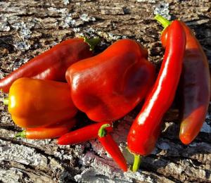assorted sweet peppers