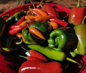 hot and sweet pepper harvest
