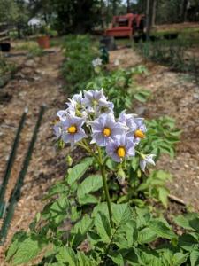 all-blue heirloom potatoes blooming